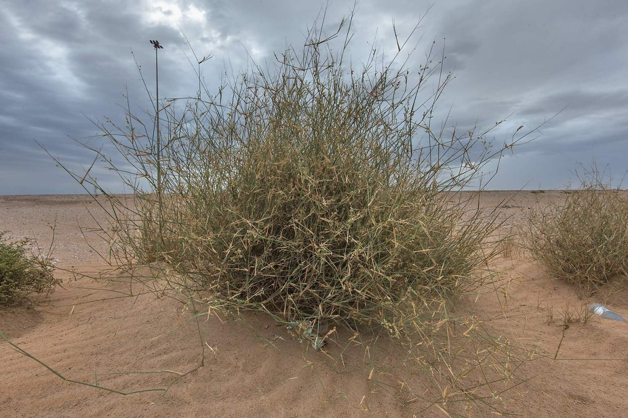 Джузгун растение