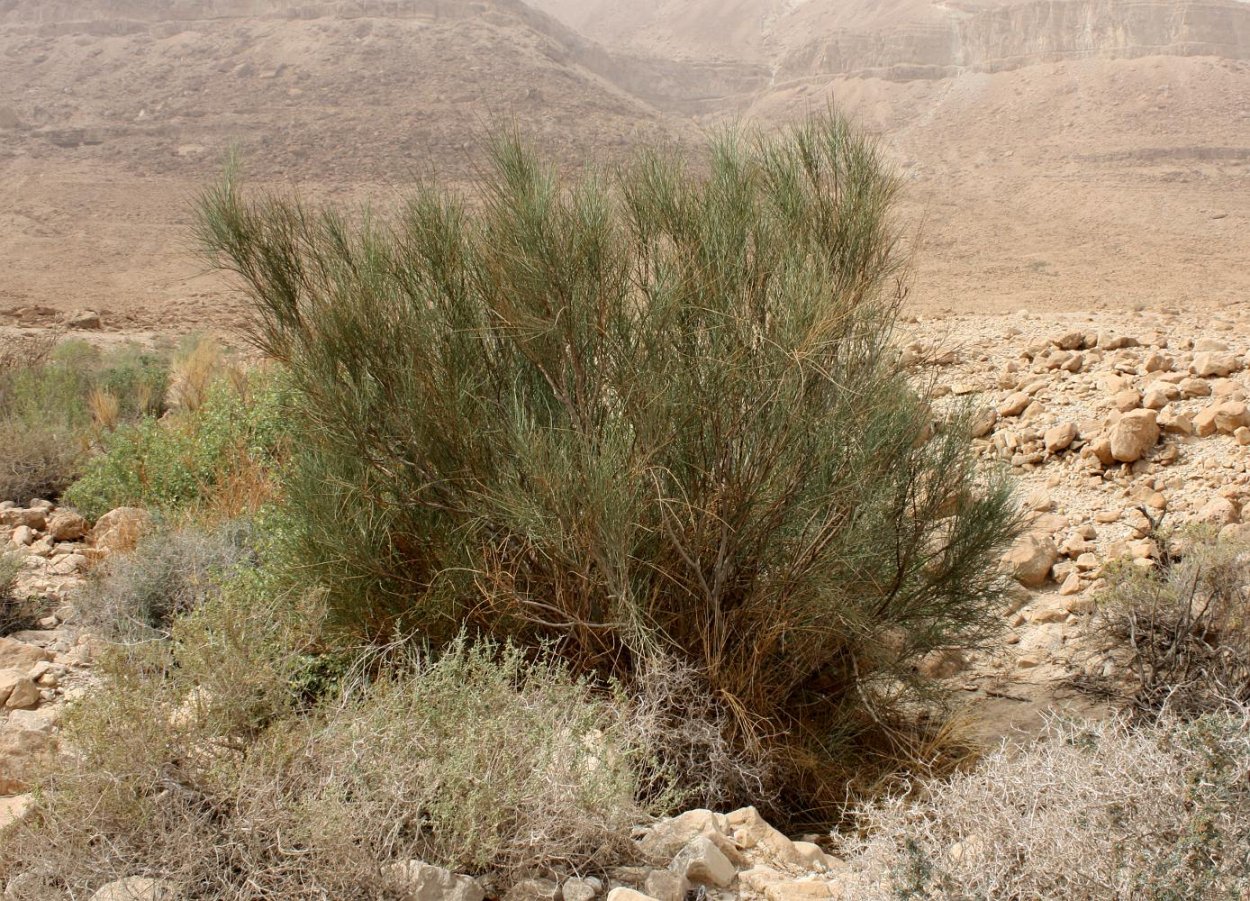 Сокотра цветение