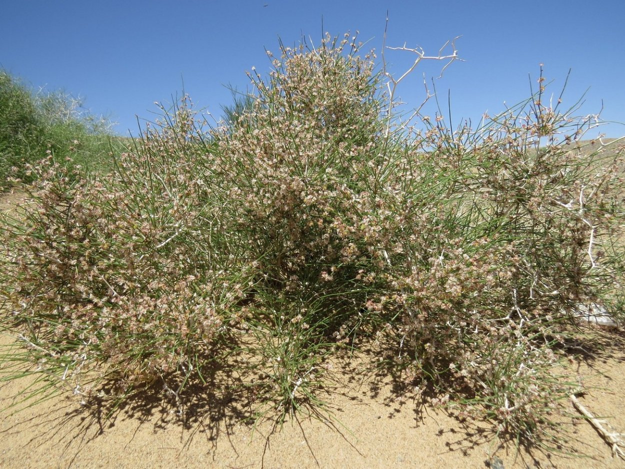 Джузгун (Кандым)