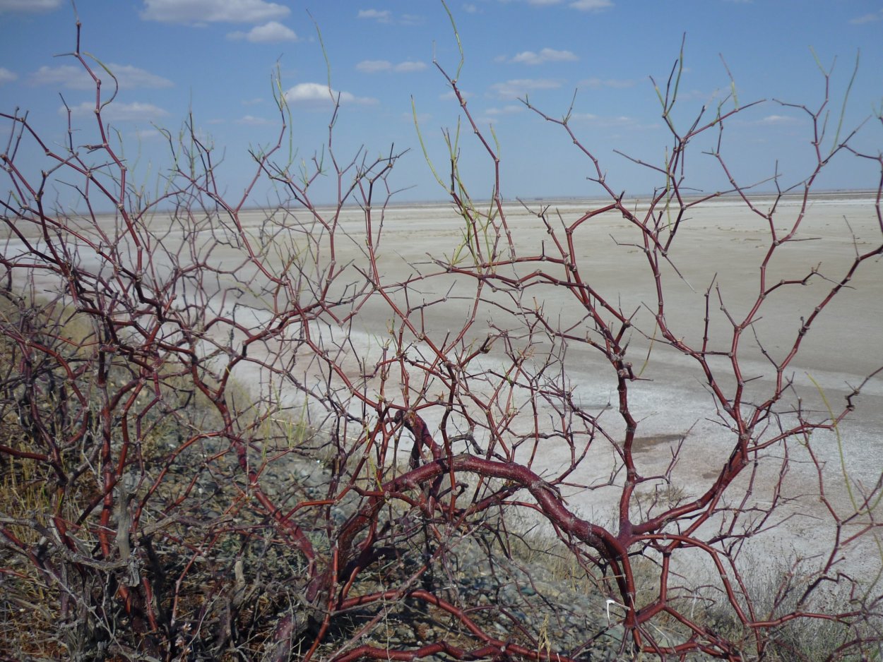 Саксаул, джузгун, эфедра