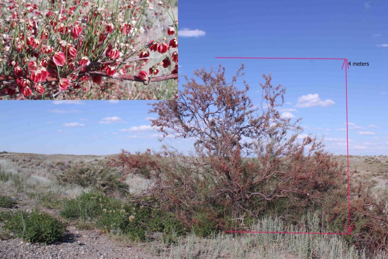 Саксаул, джузгун, эфедра