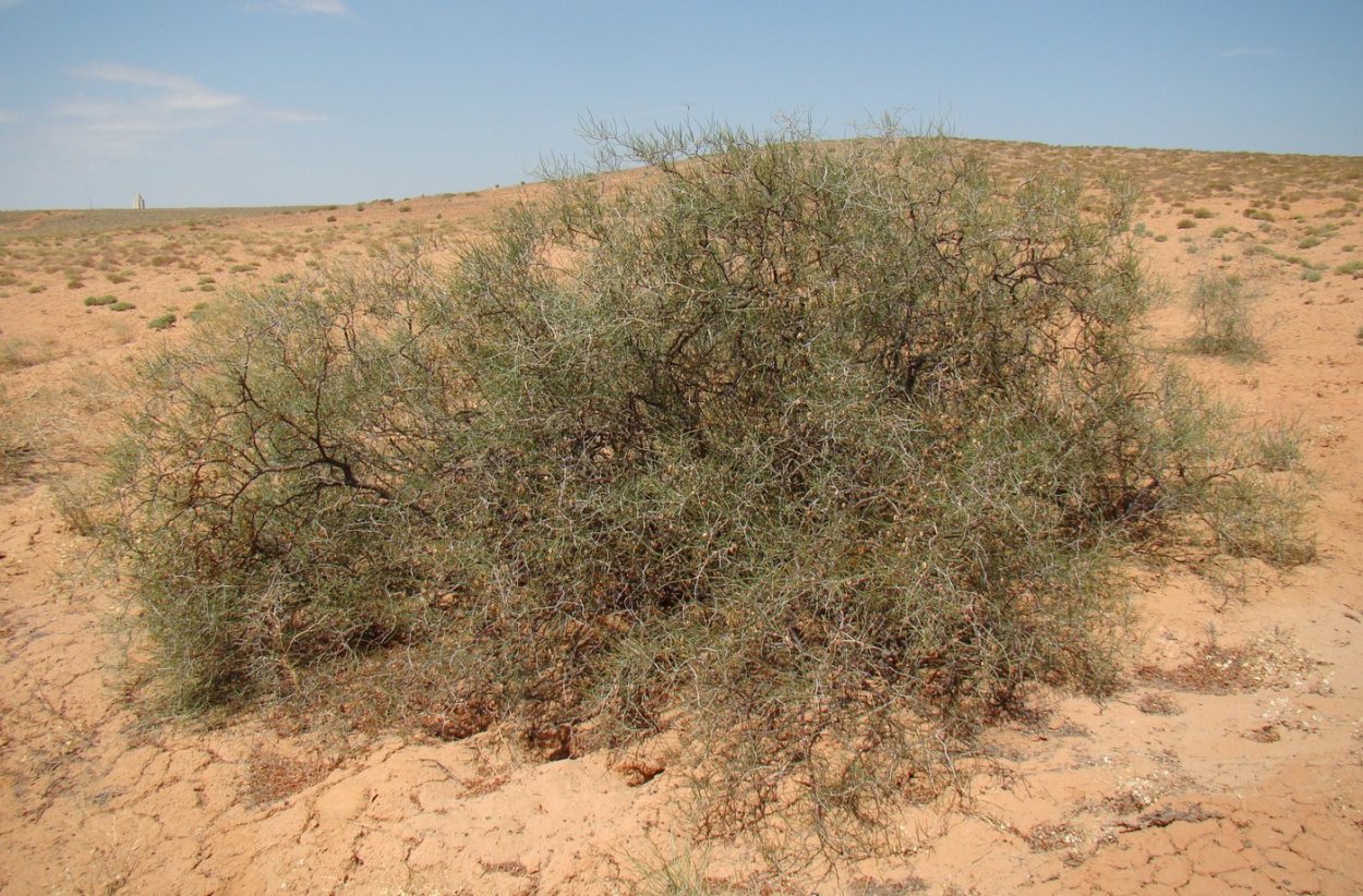 Растение джузгун в пустыне
