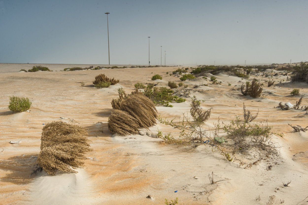 Ковыль Сарептский