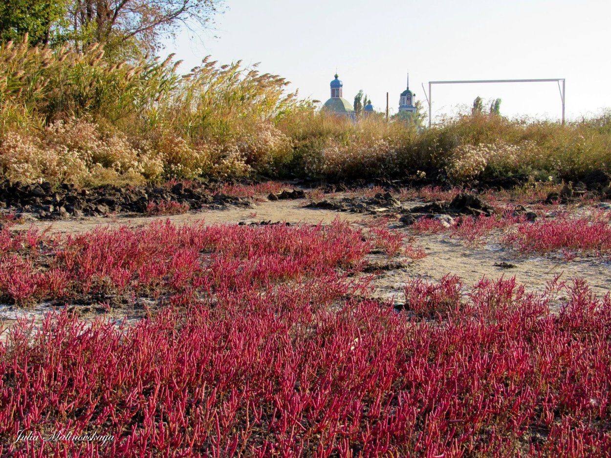 Гербарий на белом фоне