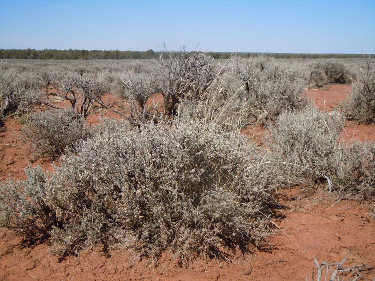 Джузгун в пустыне
