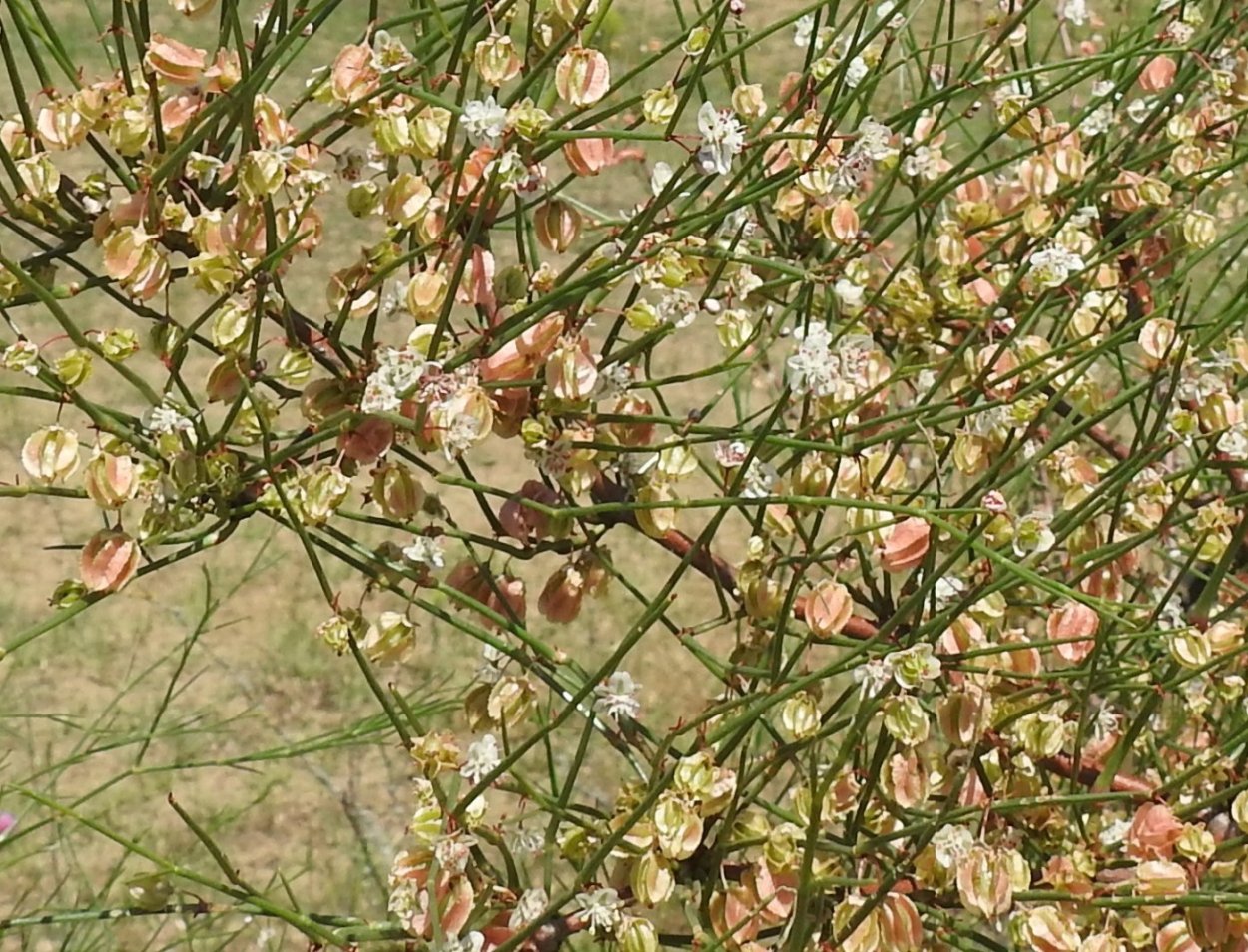 Джузгун и саксаул