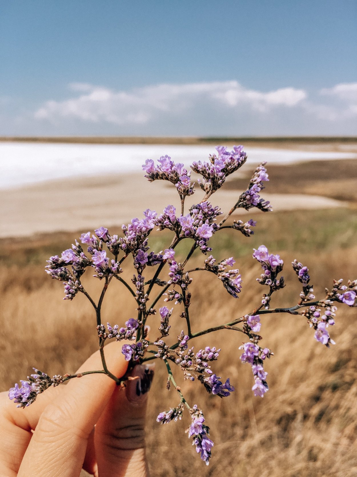 Солерос солончаковый