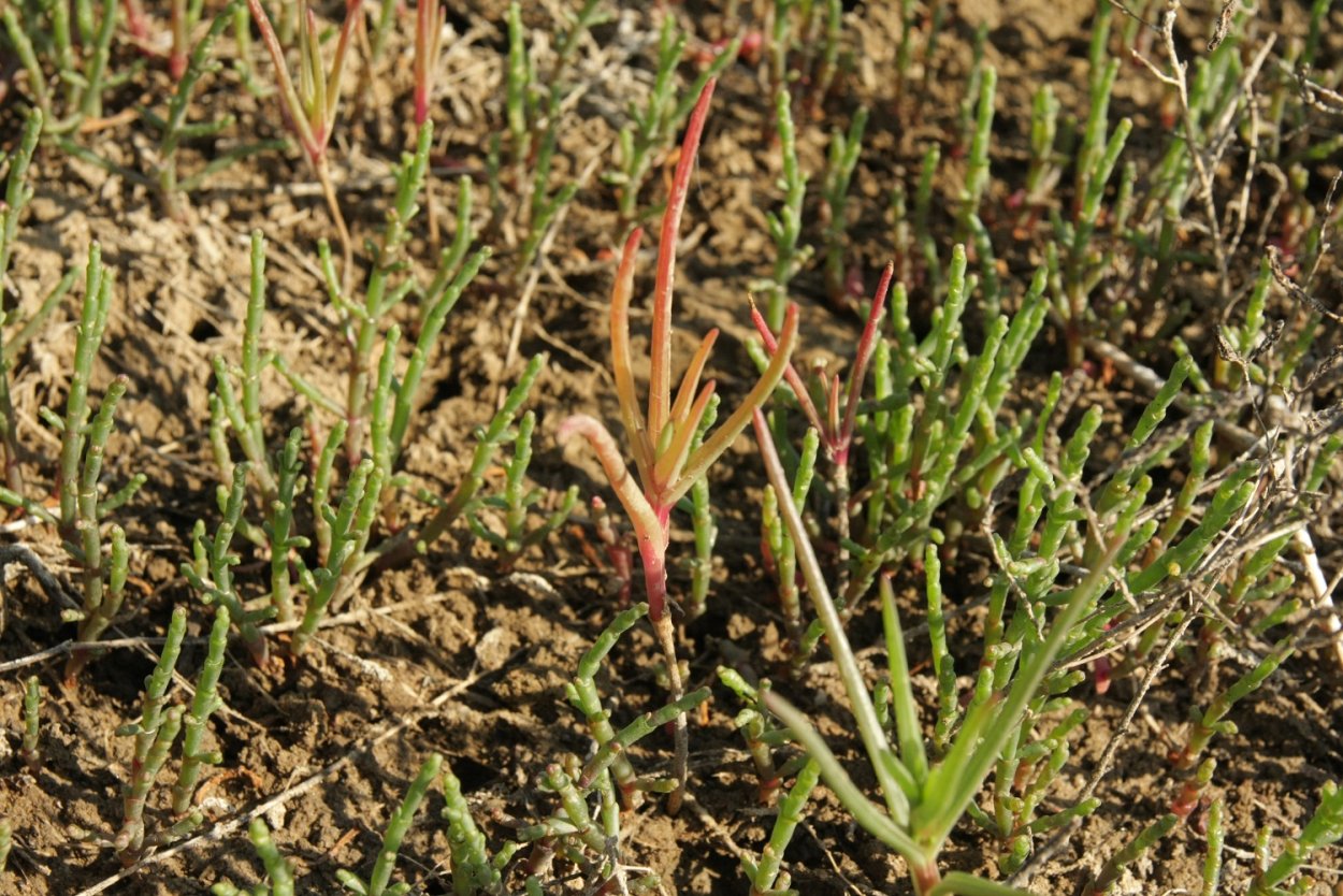 Соленое озеро БАРСАКЕЛЬМЕС