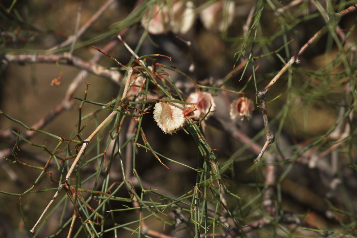 Джузгун безлистный