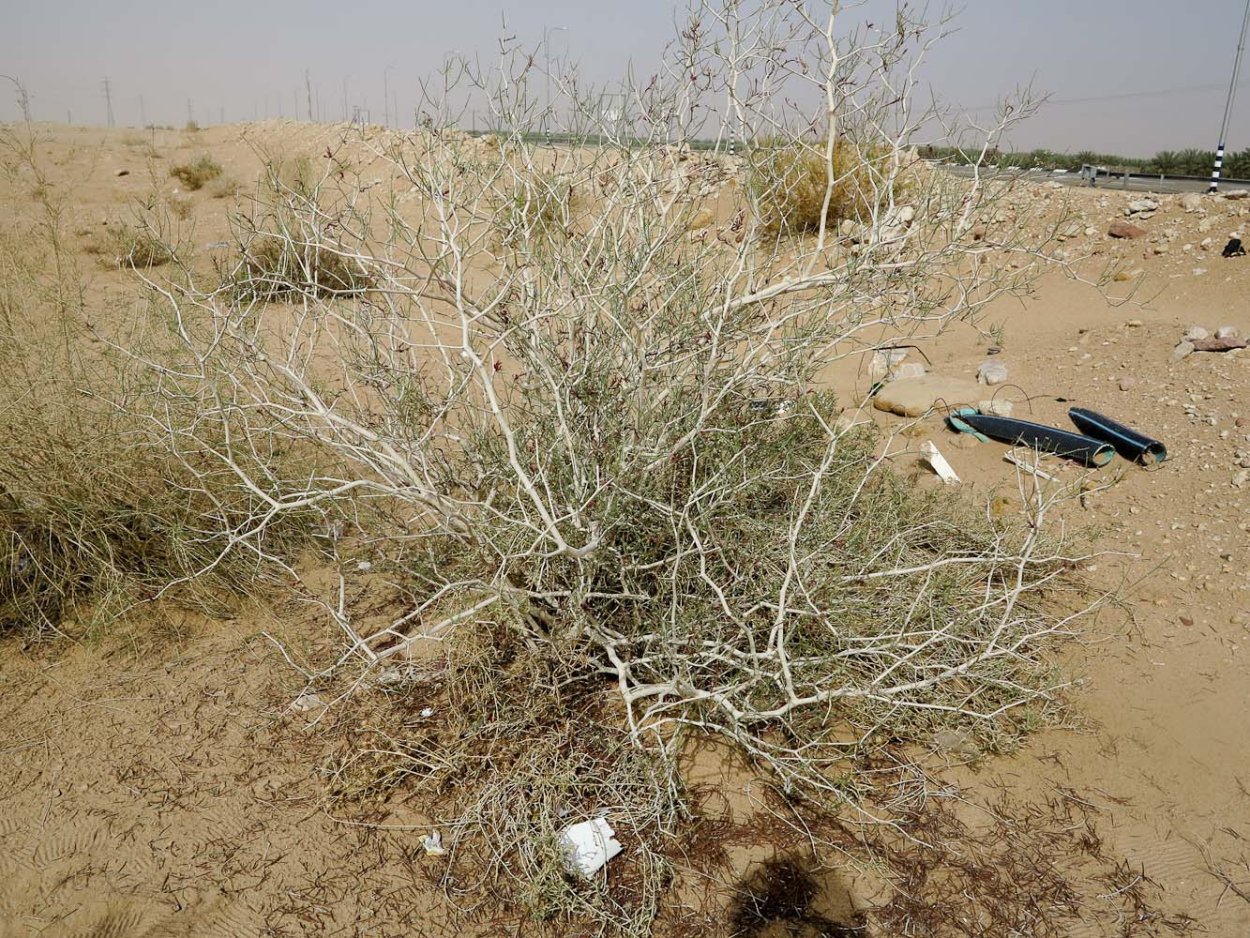 Джузгун монгольский