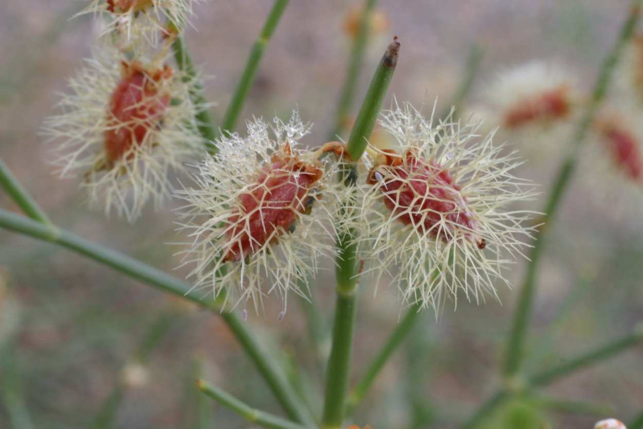 Джузгун безлистный