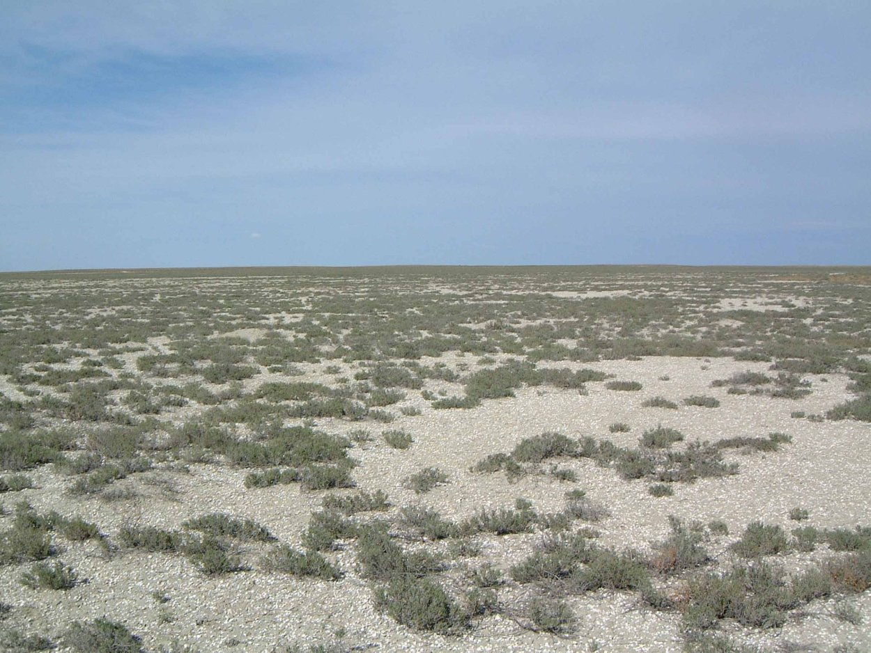 Спинифекс растение Австралии