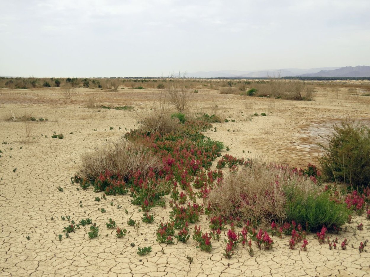 Палимбия солончаковая