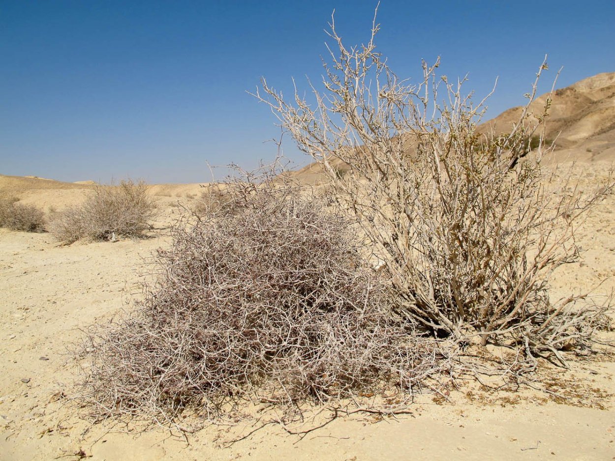 Семена саксаула