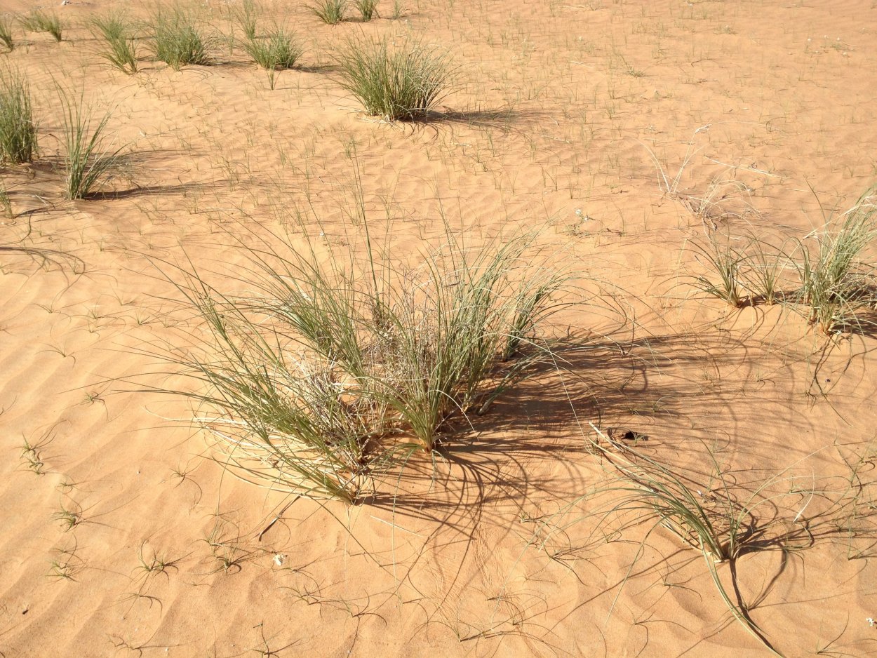 Селин растение пустыни