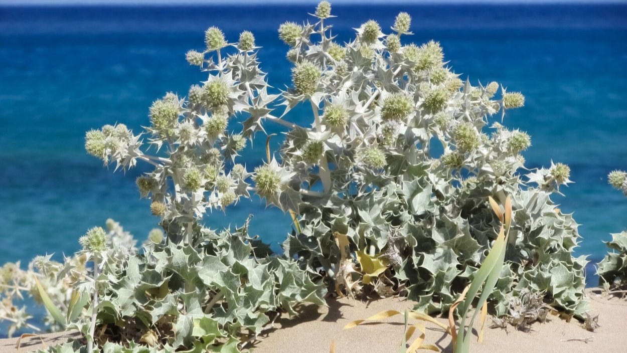 Цистанхе растение