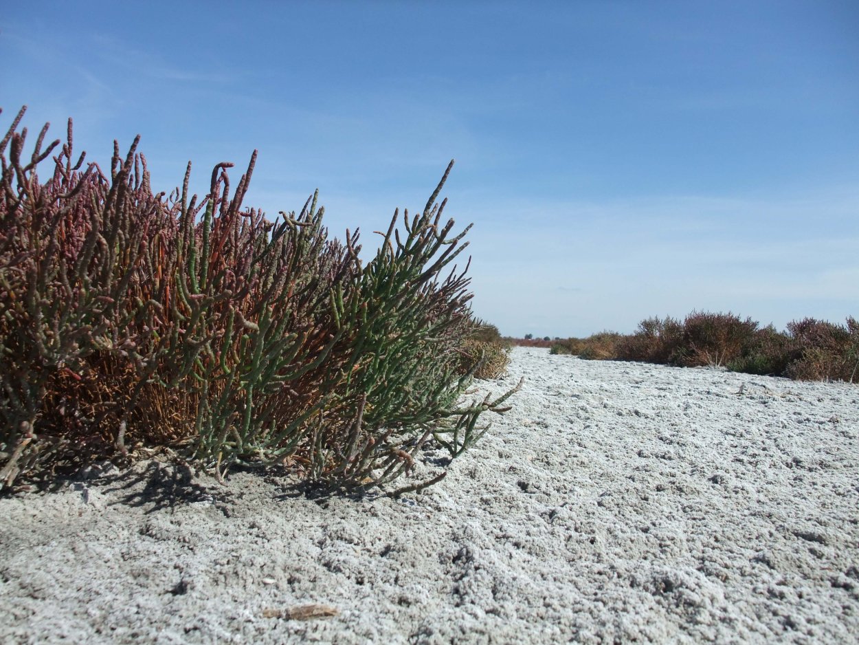 Офайстон однотычинковый