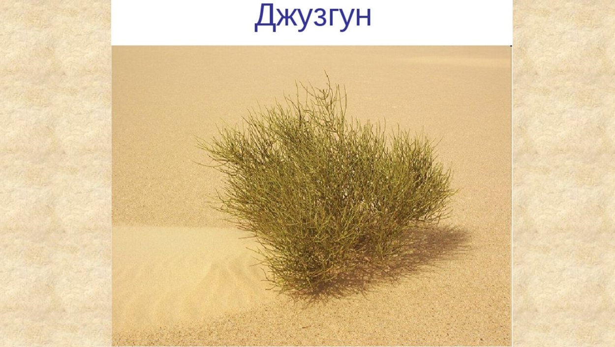 Джузгун растение