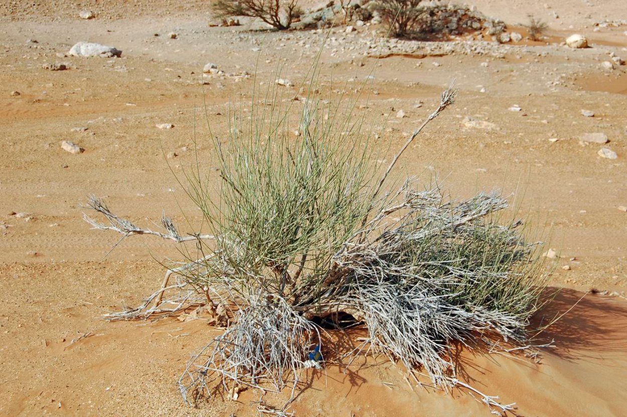 Растения пустынь джузгун