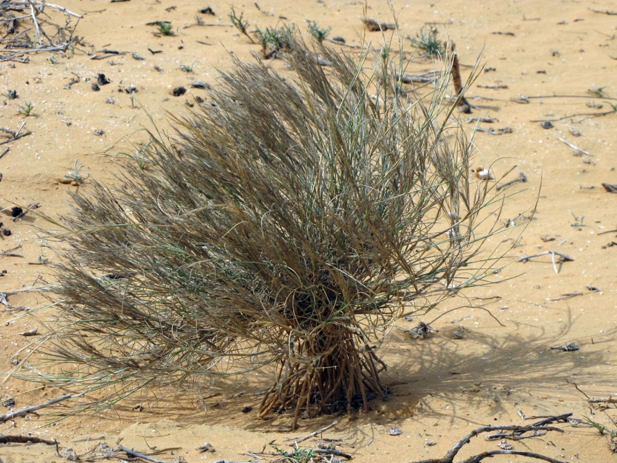 Эфемеры растения Алжир