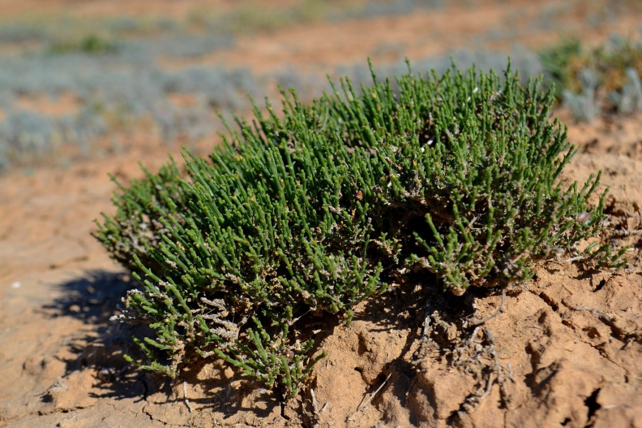 Salsola foliosa