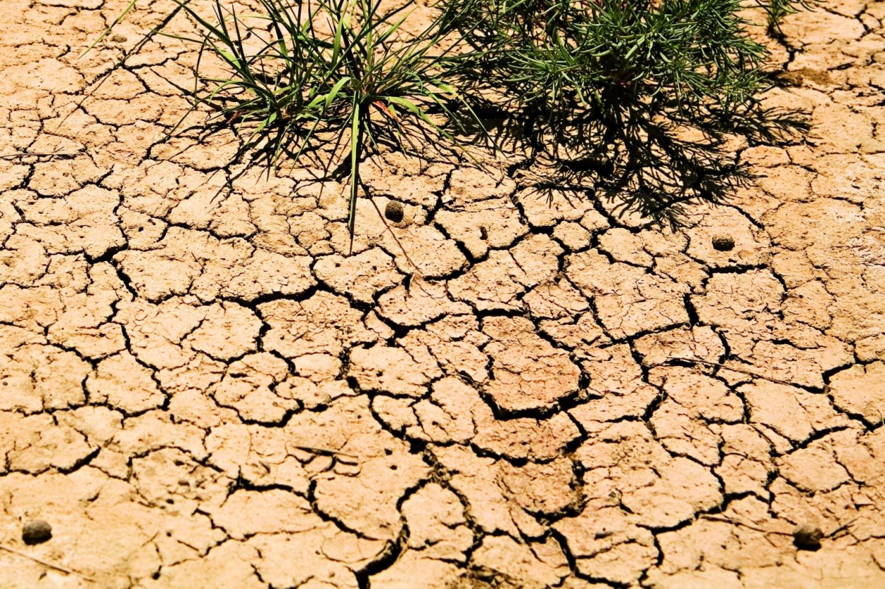 Солерос галофит