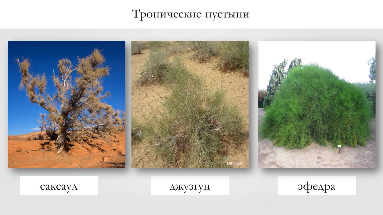 Ветка джузгуна (Calligonum):