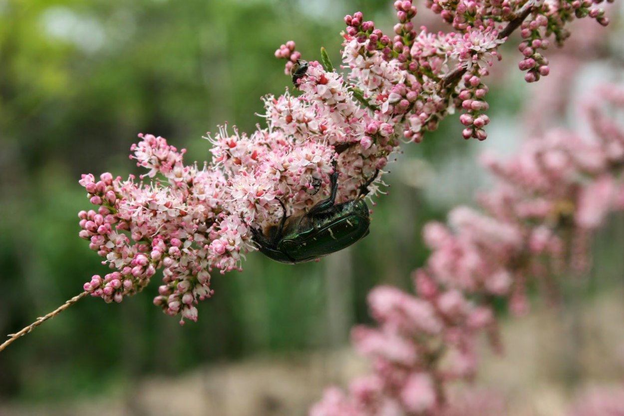Джузгун растение пустыни