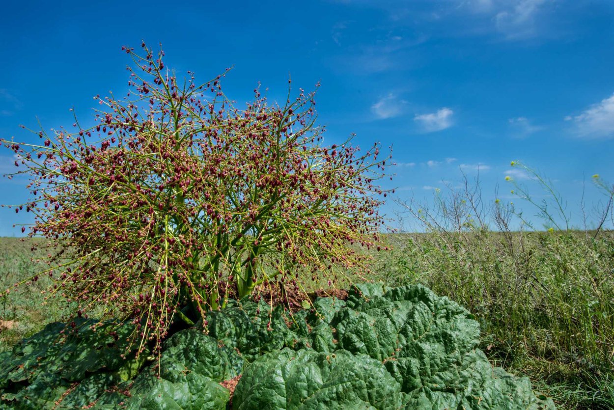 Джузгун тамарикс