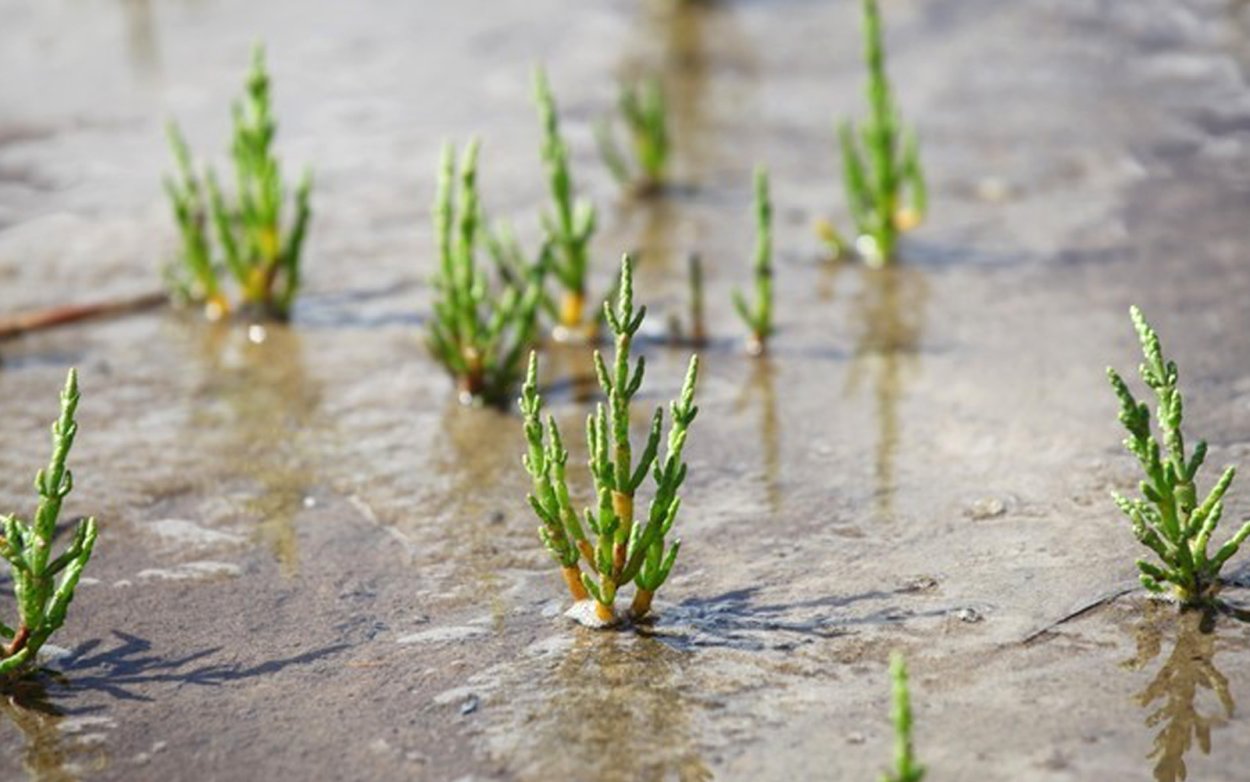 Сухоцветы Эстетика поле