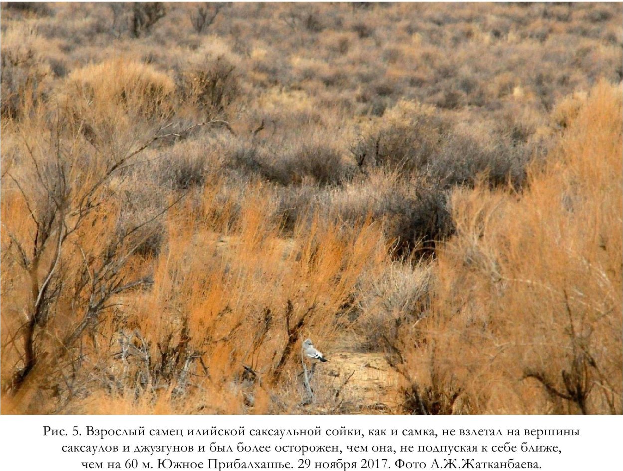 Селин растение пустыни