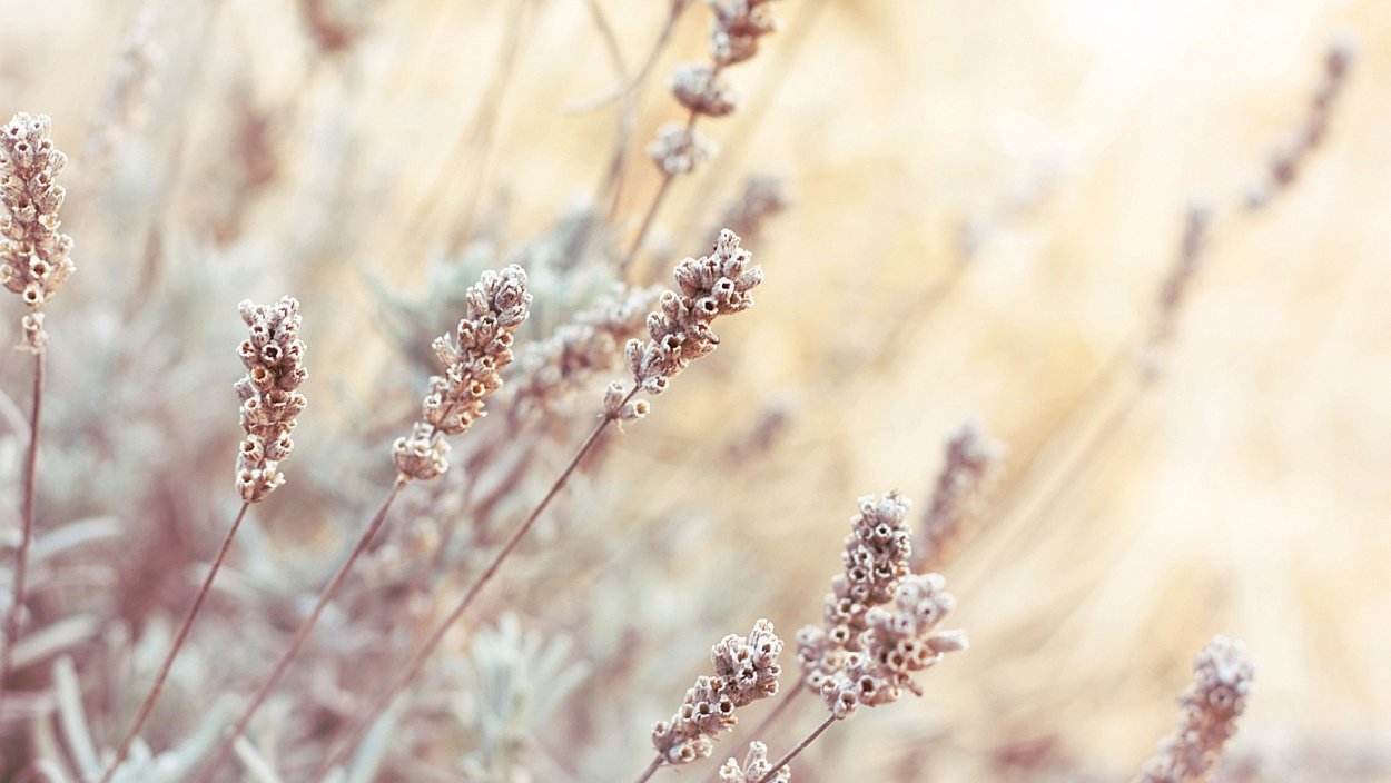 Тилландсия уснеевидная