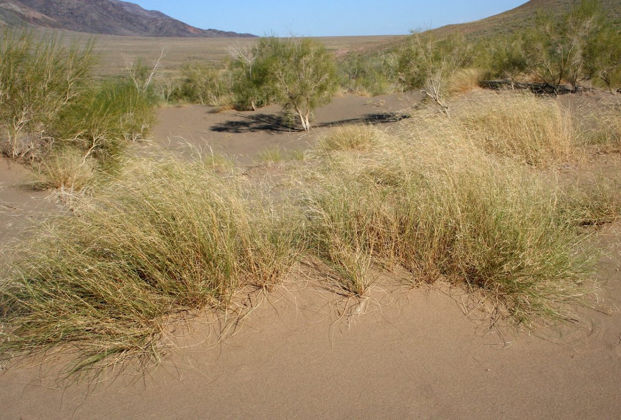 Верблюжья колючка перекати поле