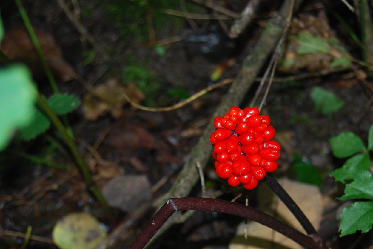 Растение с красными ягодами на стебле
