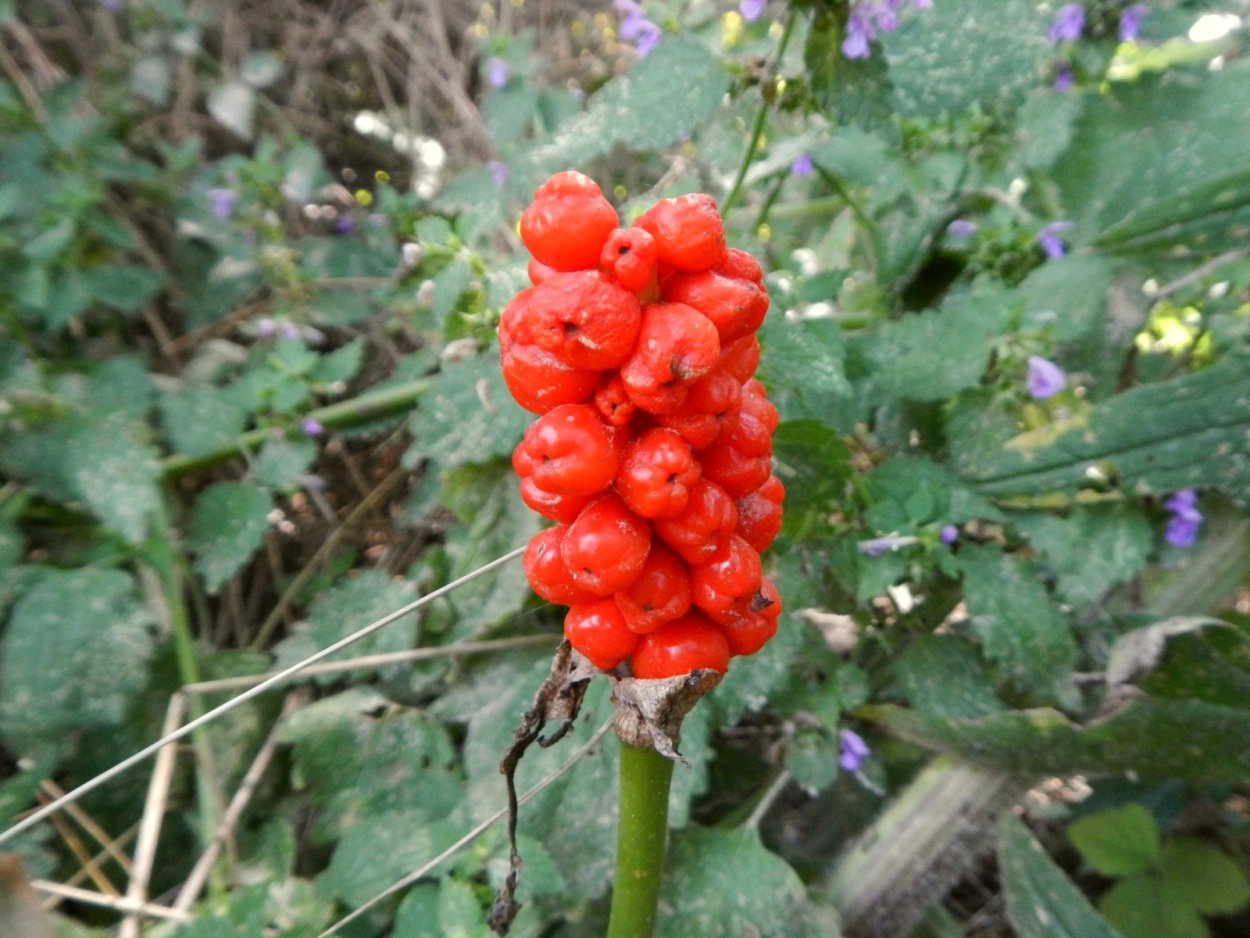 Аронник удлиненный ягоды