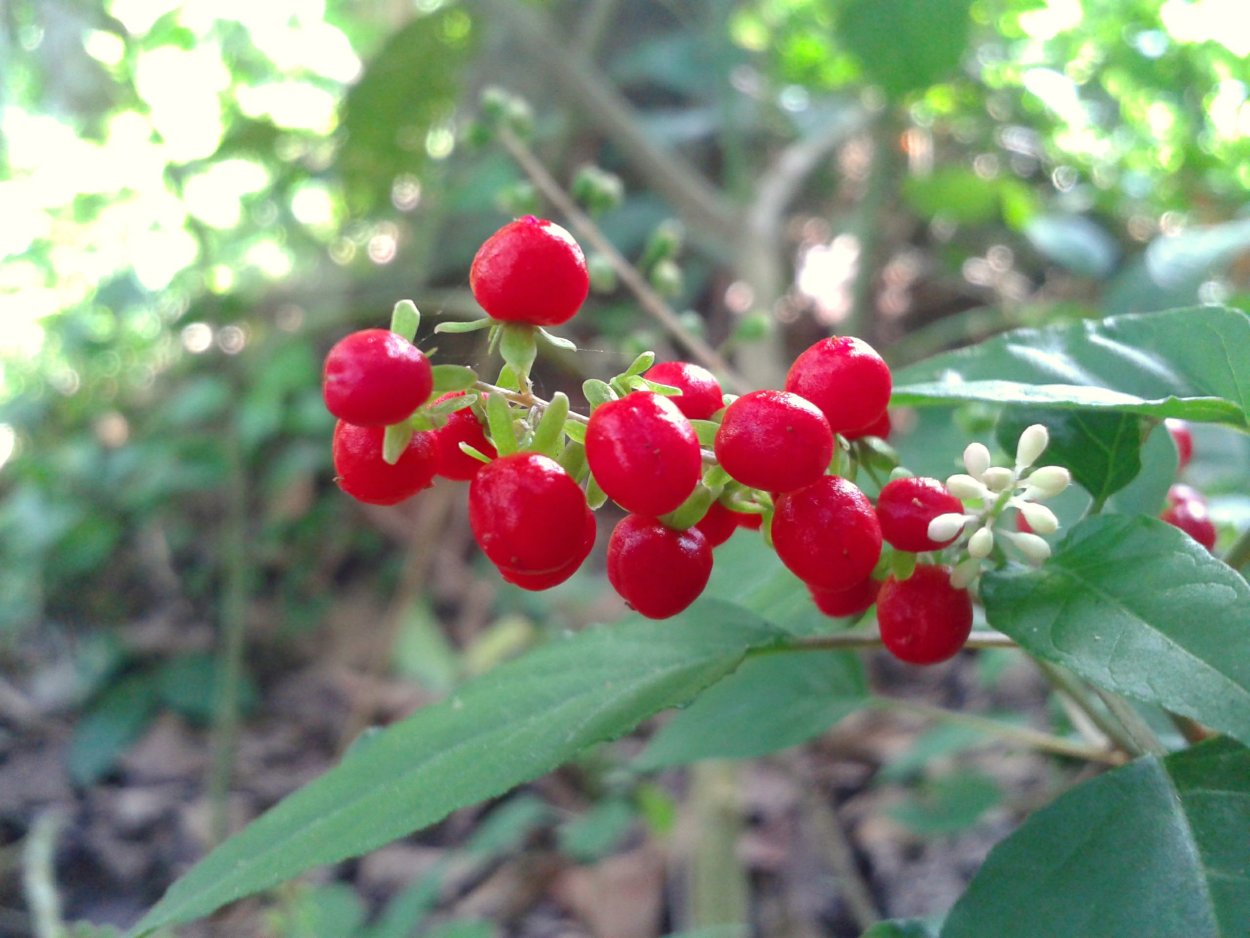 - Гетеромелес древолистный (Heteromeles arbutifolia)