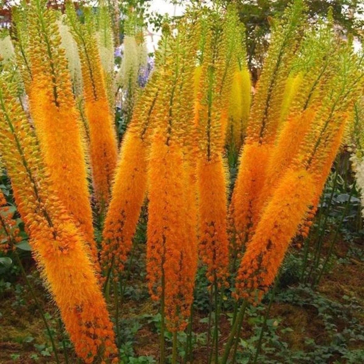 Эхеверия корни