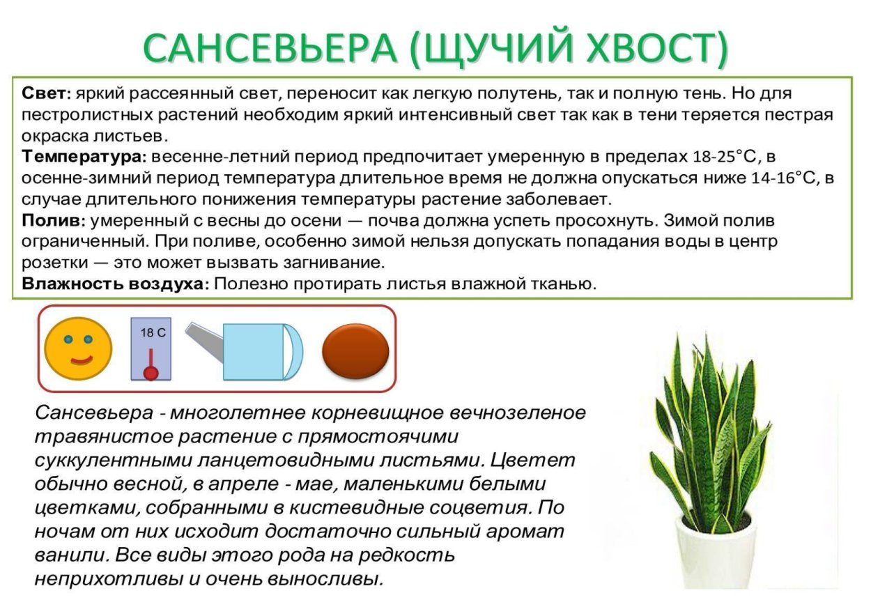 Ослик без хвоста