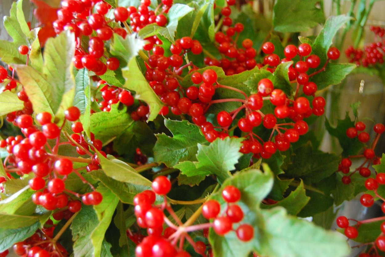 Вибурнум ягоды красные