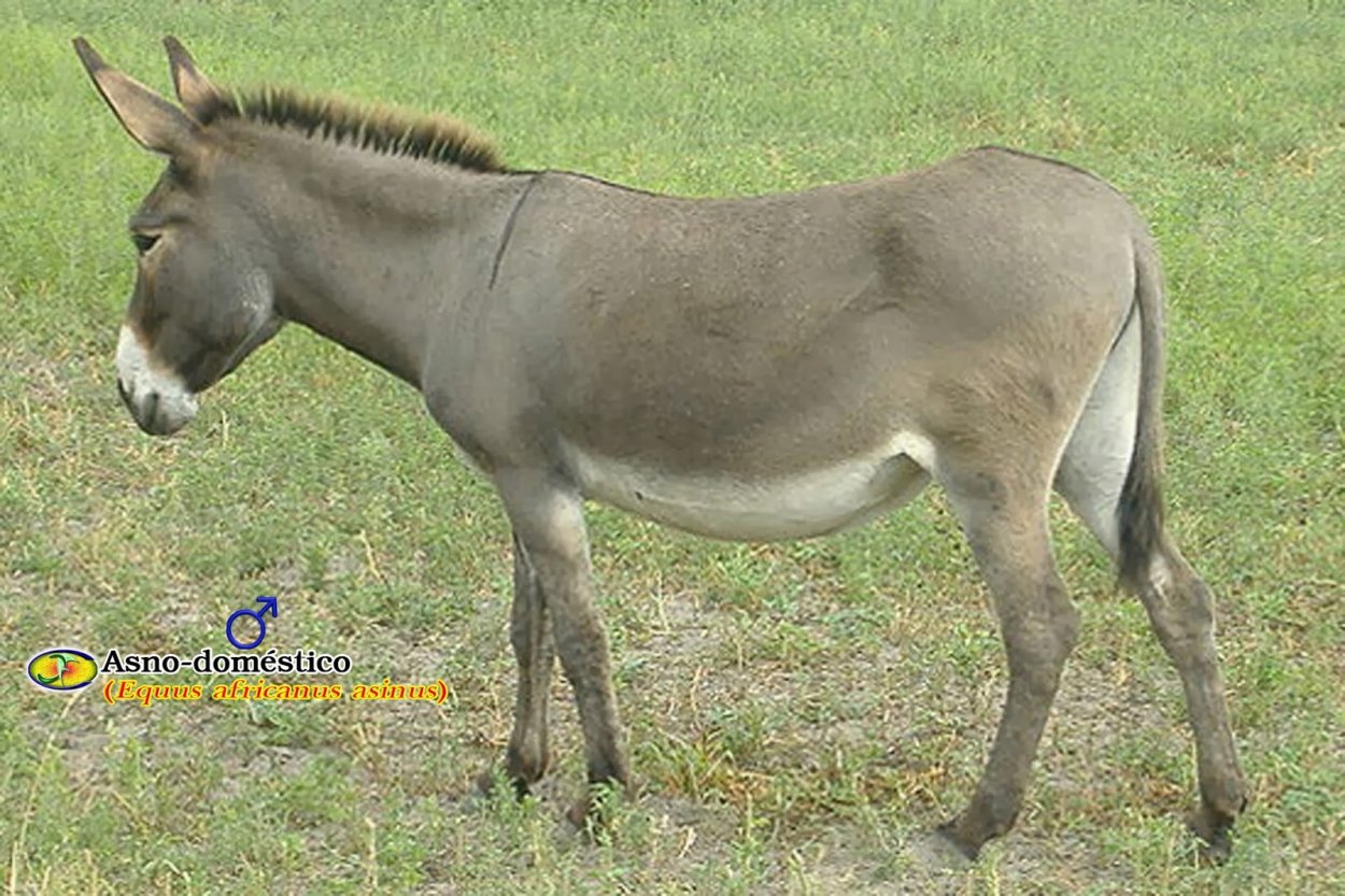 Суккулент седум Моргана