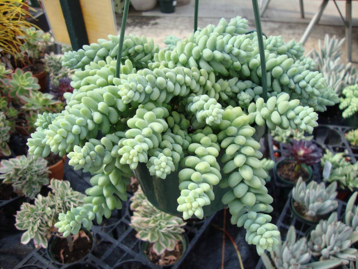 Название цветка хвост дракона научно