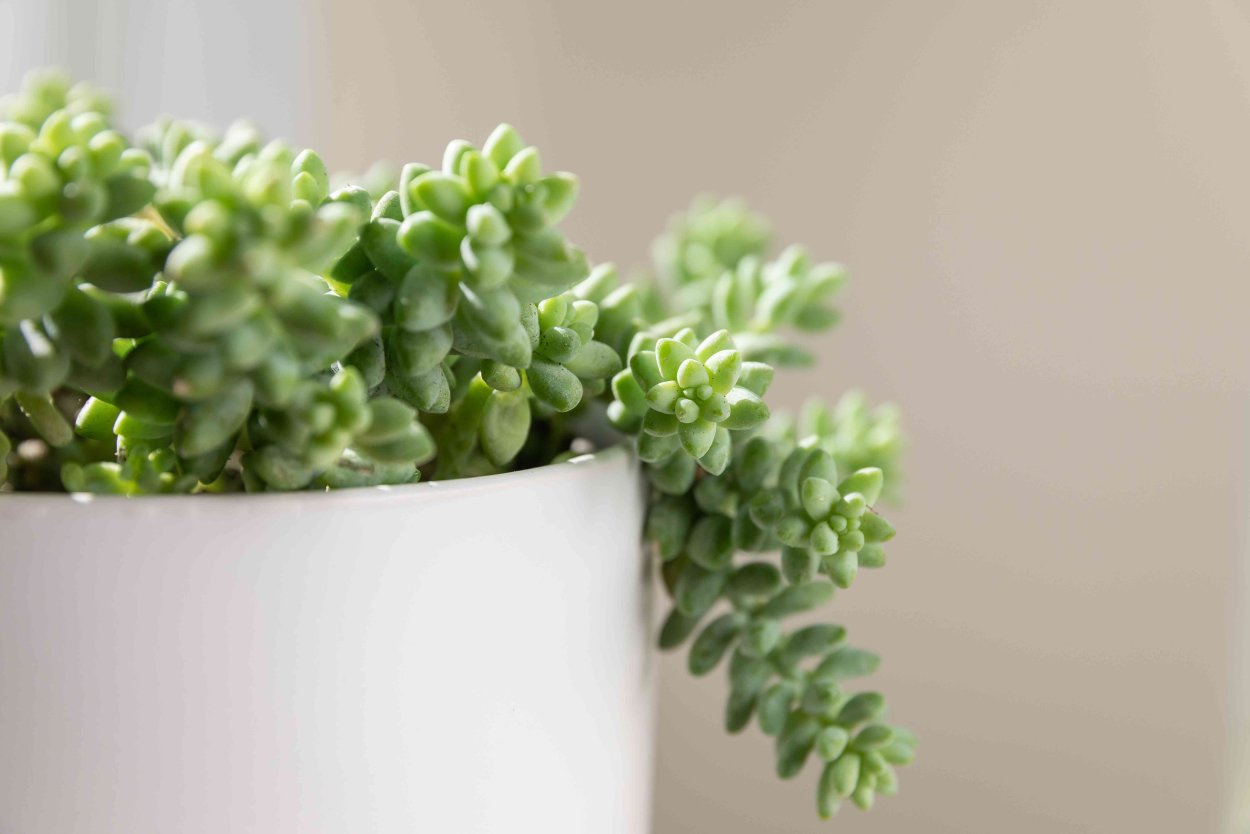 Апорокактус флагеллиформис