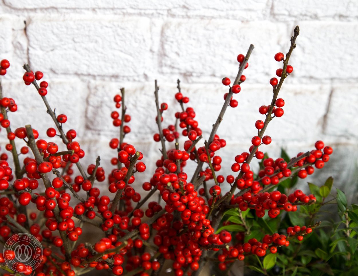 Илекс или падуб