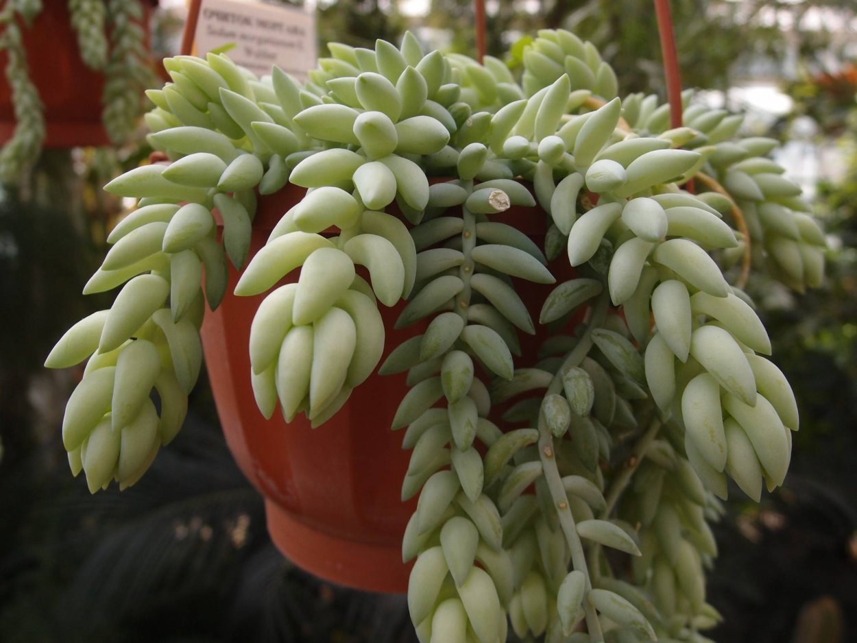 Суккулент Очиток Моргана