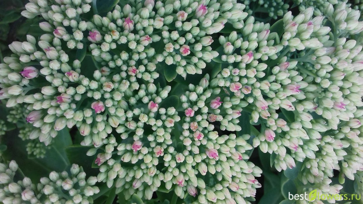 Эремурус Клеопатра