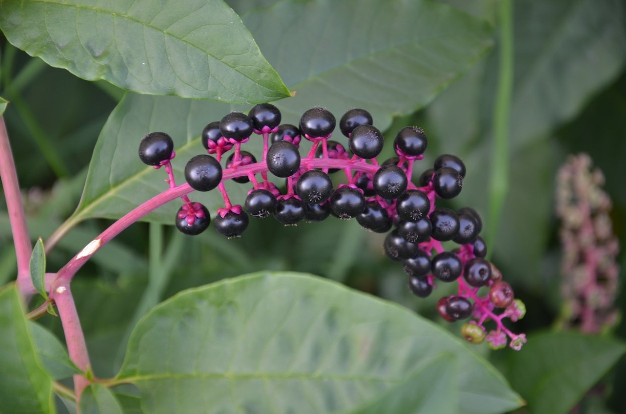 Phytolacca Ягодная