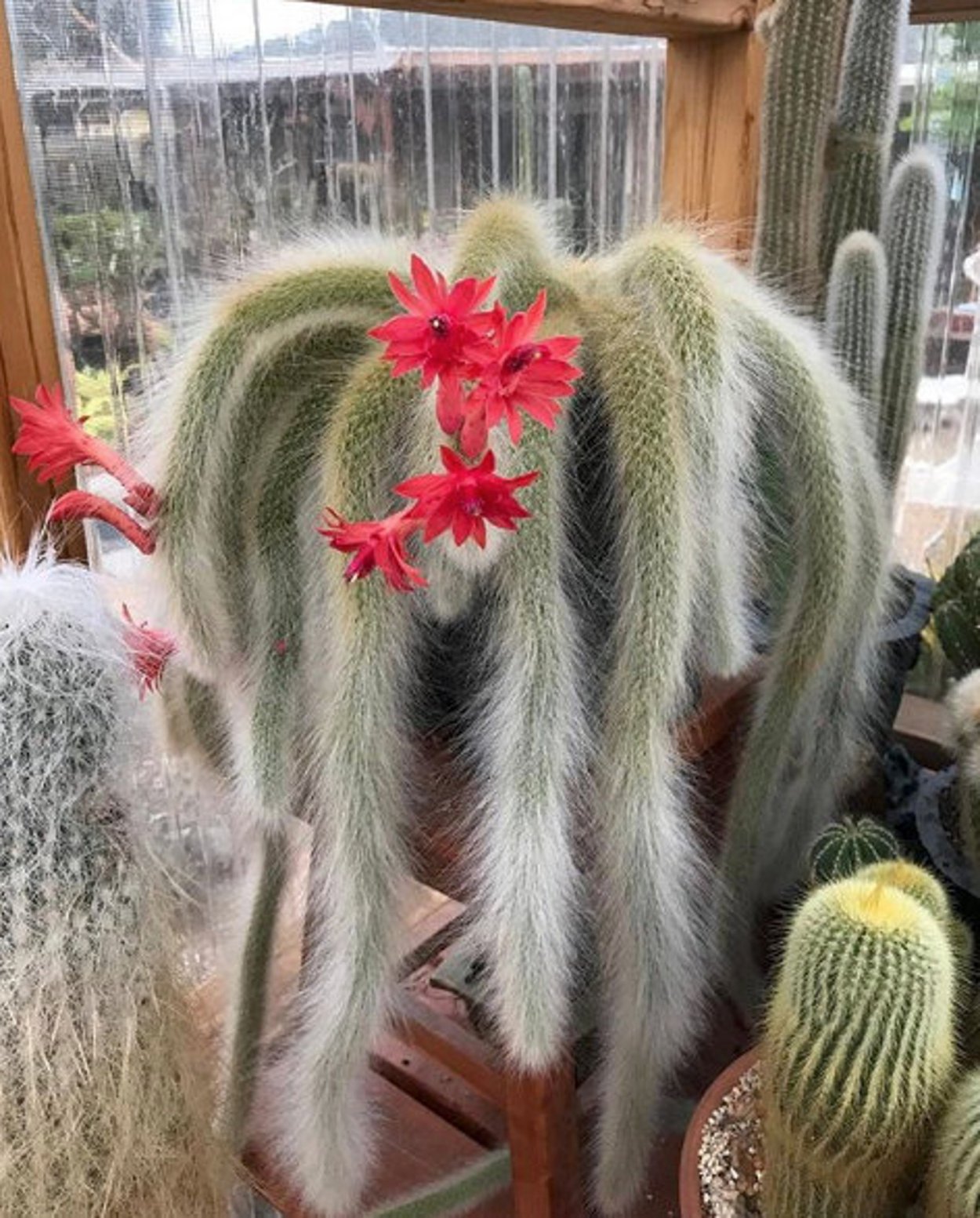 Ослик без хвоста