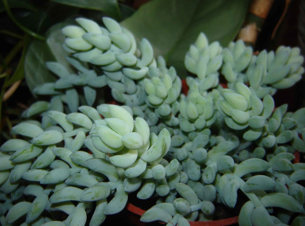 Трава-акалифа Южная