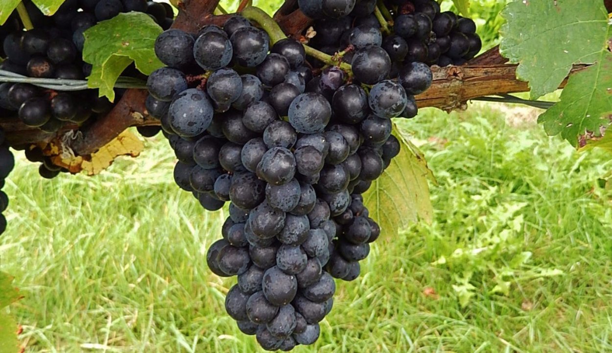 Milano grape. Каберне Совиньон сорт винограда. Каберне Фран сорт винограда. Каберне Кортис виноград. Виноград Каберне Северный.