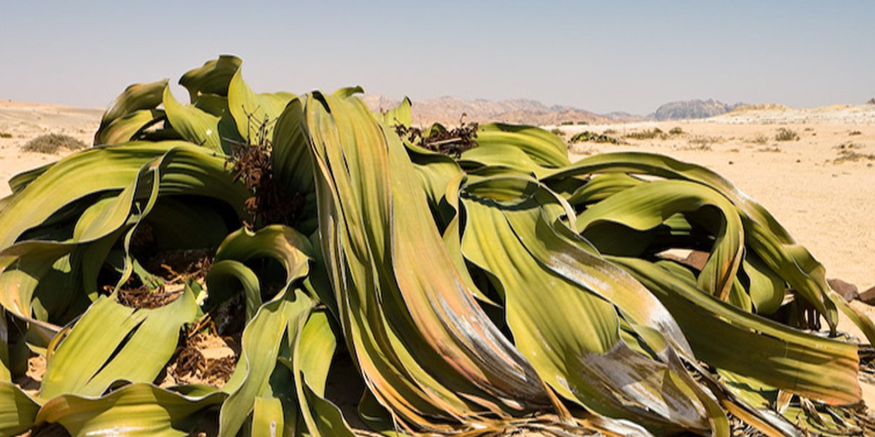 Вельвичия в Африке